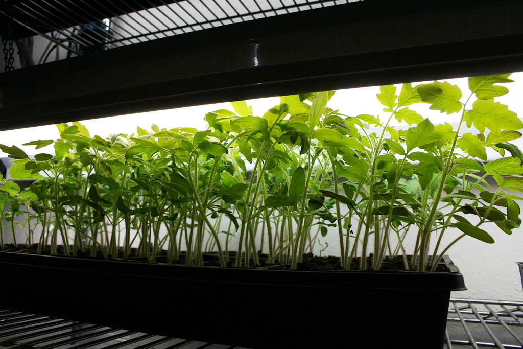 IMG_7596-seedlings7.jpg
