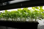IMG_7596-seedlings7.jpg