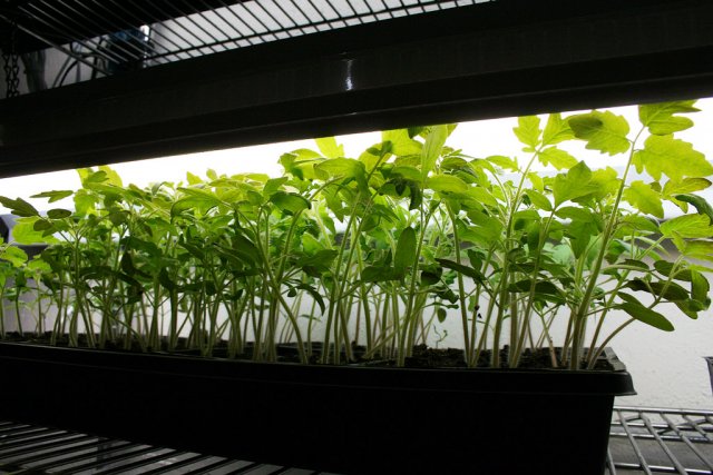 IMG_7596-seedlings7.jpg