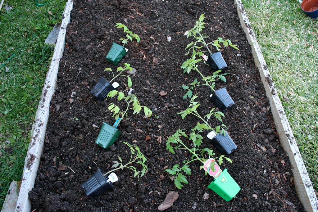 IMG_7873-tomatoplants.jpg