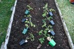 IMG_7873-tomatoplants.jpg