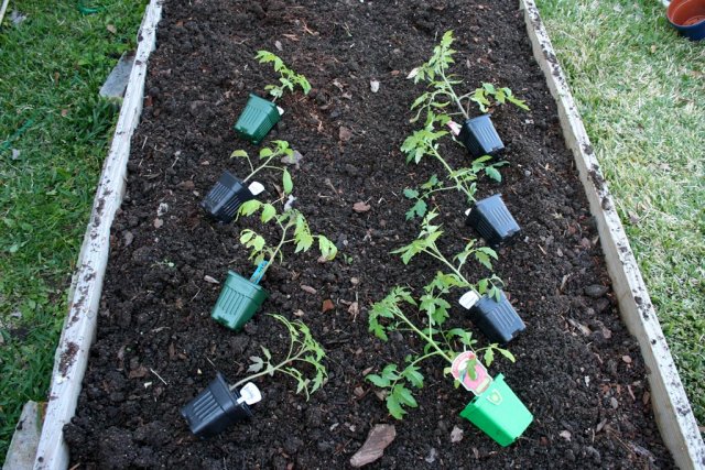 IMG_7873-tomatoplants.jpg
