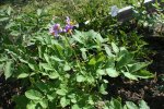 IMG_7896-potatoes2.jpg