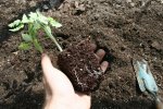 IMG_7908-howtoplant9.jpg