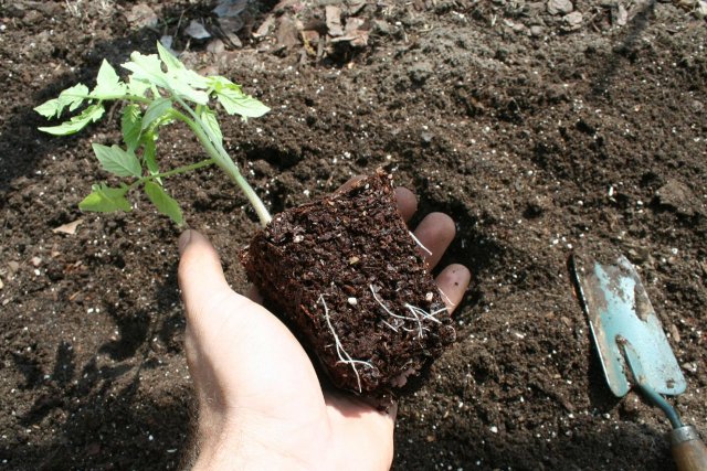 IMG_7908-howtoplant9.jpg