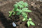 IMG_7917-howtoplant17.jpg
