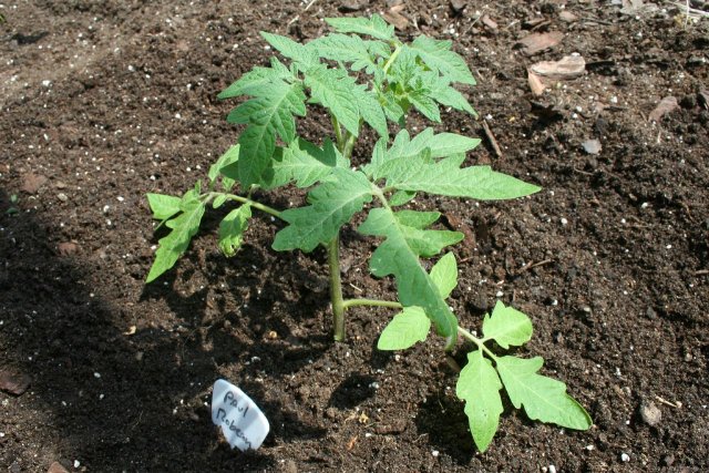 IMG_7917-howtoplant17.jpg