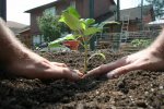 IMG_7922-howtoplant20.jpg
