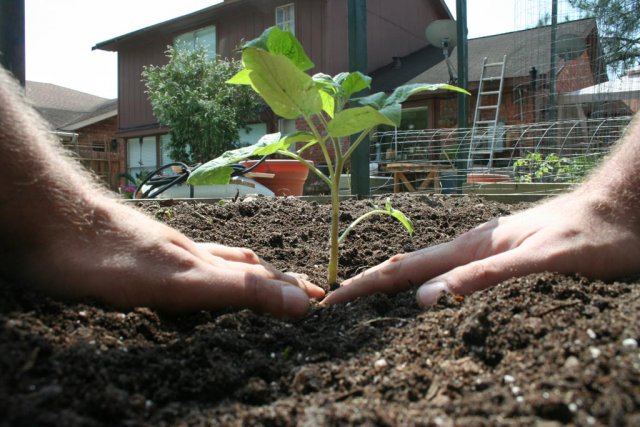 IMG_7922-howtoplant20.jpg
