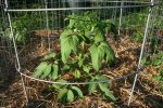 IMG_7952-tomatoes2.jpg