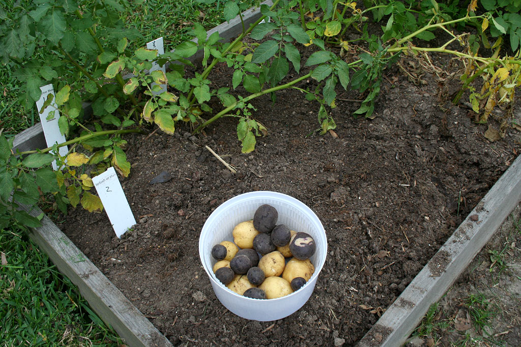 IMG_7999-potatoharvest.jpg