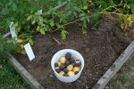 IMG_7999-potatoharvest.jpg