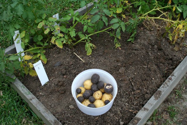 IMG_7999-potatoharvest.jpg