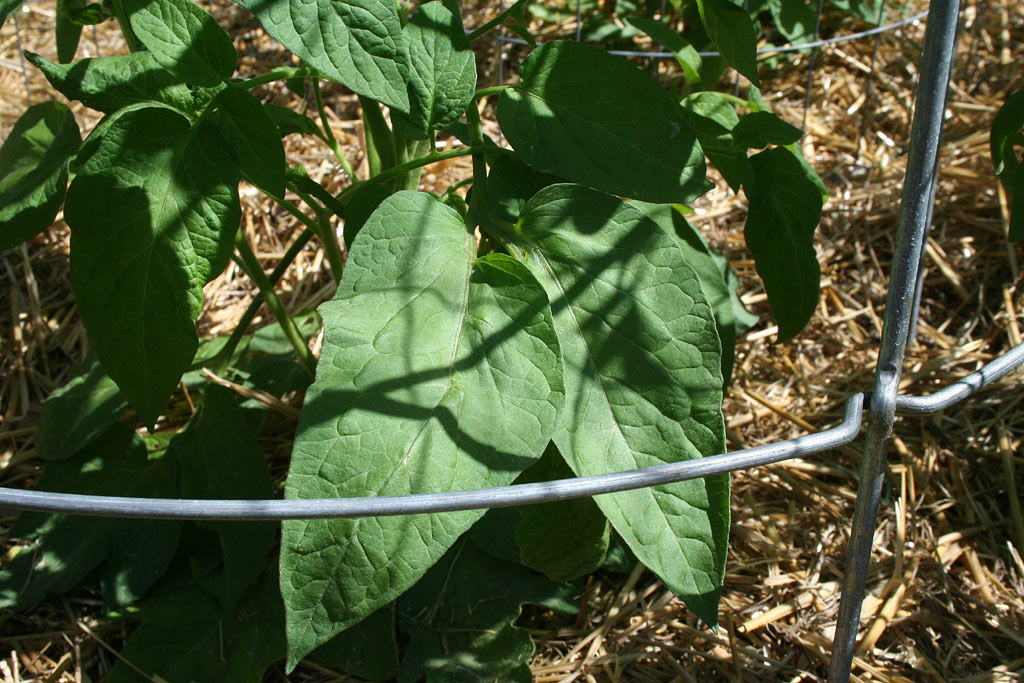 IMG_8028-potatoleaf.jpg