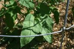 IMG_8028-potatoleaf.jpg