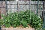 IMG_8059-tomatobed1.jpg