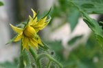IMG_8060-tomatoblossom.jpg