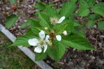 IMG_8068-kiowablackberry.jpg
