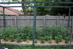 IMG_8091-tomatobed2.jpg