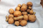 IMG_8149-potatoharvest_skagitvalleygold.jpg