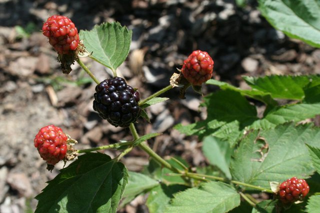 IMG_8166-blackberry_harvest.jpg