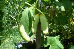 IMG_8297-poonakheera.jpg