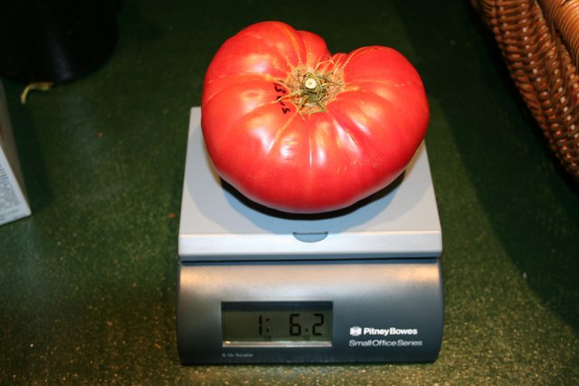 IMG_8378-brandywine_harvest22oz.jpg
