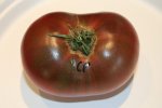 IMG_8380-cherokeepurple_harvest.jpg