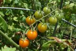 IMG_8400-sungold_harvest.jpg