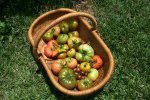 IMG_8401-June4_harvest.jpg