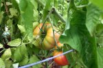 IMG_8402-gregorisaltai_harvest.jpg