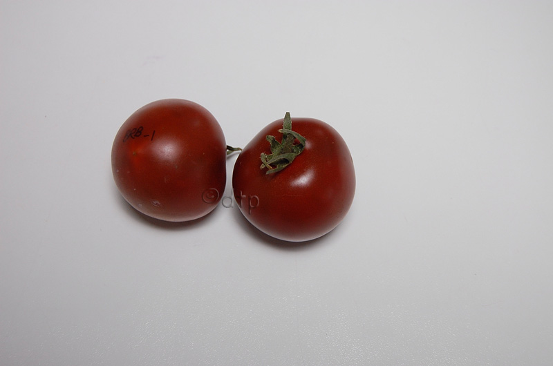 PPBRB1ripe