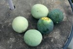 IMG_9158-melonharvest.jpg