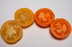 Orange Bashful & Golden Jubilee