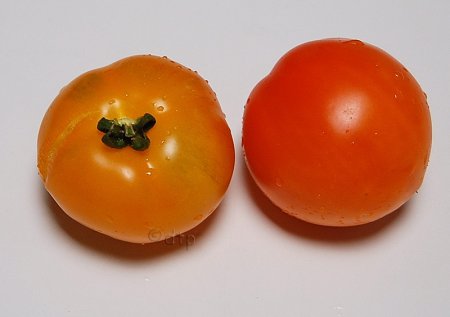 Tom's Orange Bashful leftside
