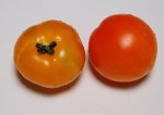 Tom's Orange Bashful leftside