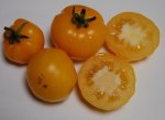 Warratah yellow