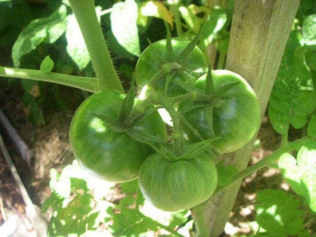 5.-Sweet-Adelaide-Plant--A