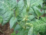 1.-Tomato-Disease-