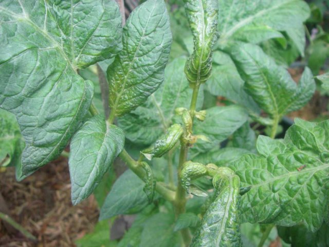 1.-Tomato-Disease-