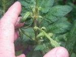 2.-Tomato-Disease-