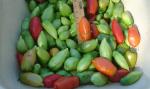 Andes Horn180 last harvest 10-26-05