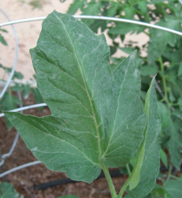 Novikov's Giant PL