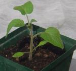 fauxseedling418059ij