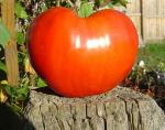 GermanRedStrawberry8-31-04