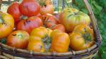 harvesttomatoes726053zv