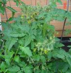 Lime Green Salad flower clusters 520050hf