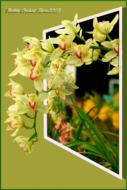 Bribie-Orchids38