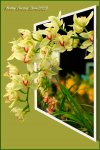 Bribie-Orchids38