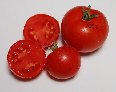 RoxbyRed2